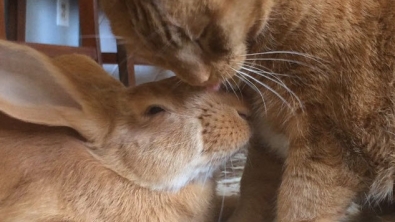 Illustration : "Oui, un chat et un lapin peuvent tout à fait être les meilleurs amis au monde"