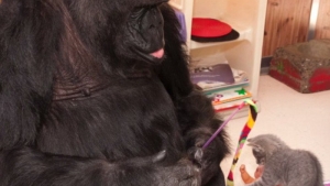 Illustration : "Des chatons à la rencontre d'un gorille nommée Koko"