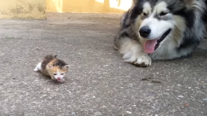 Illustration : "L'adorable réaction de ce chien face à un chaton"