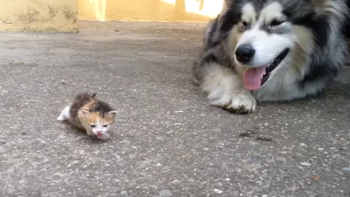 Illustration : "L'adorable réaction de ce chien face à un chaton"