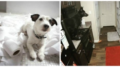 Illustration : "Il ne faut jamais laisser son chien tout seul, la preuve avec ces 8 clichés..."