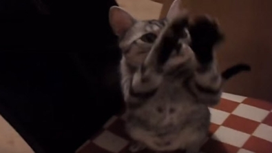 Illustration : "Ces chats qui se battent contre un ennemi invisible"