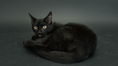 Illustration : "Une autre vision des chats noirs"