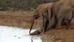 Illustration : "Quand des éléphants se mobilisent pour sauver l'un de leurs jeunes"