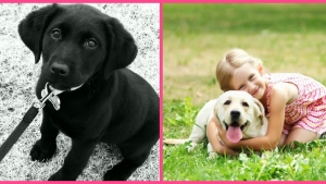 Illustration : "Ces 8 photos confirment, s'il le fallait, l'excellente réputation des Labradors"