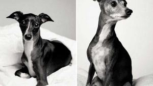 Illustration : "13 photos de chiens avant/après : regardez ces adorables toutous vieillir"