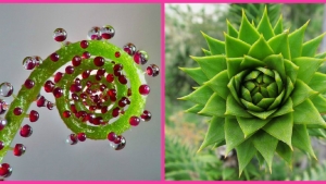 Illustration : "Une nature qui ne cesse jamais de nous impressionner : Admirez ces 24 photos de plantes à la géométrie parfaite"