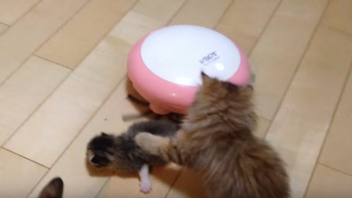 Illustration : L'intervention héroïque d'un chaton pour sauver son petit frère