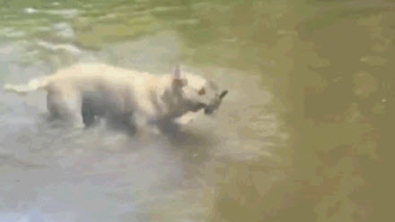 Illustration : Ce Labrador est un pro du lancer de bâton. Regardez son petit numéro de majorette