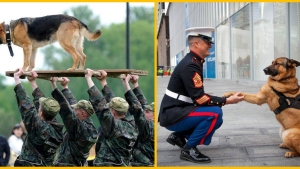 Illustration : "On y pense moins mais hommage à tous ces chiens qui se battent pour défendre leurs pays… 32 Photos plus touchantes les unes que les autres !"