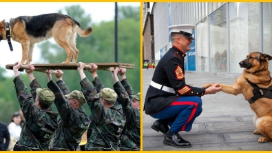 Illustration : "On y pense moins mais hommage à tous ces chiens qui se battent pour défendre leurs pays… 32 Photos plus touchantes les unes que les autres !"