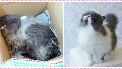Illustration : Ces 18 chats auraient pu mourir sans l’aide de gens qui ont du coeur… Ces photos avant/après font plaisir à voir !