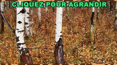 Illustration : "1 personne sur 2 ne voit pas le loup qui se cache sur cette photo... Est-ce votre cas ?"
