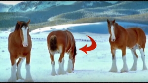 Illustration : "Il jette une boule de neige sur ces chevaux... Mais observez bien leur réaction !"