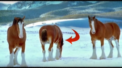 Illustration : "Il jette une boule de neige sur ces chevaux... Mais observez bien leur réaction !"