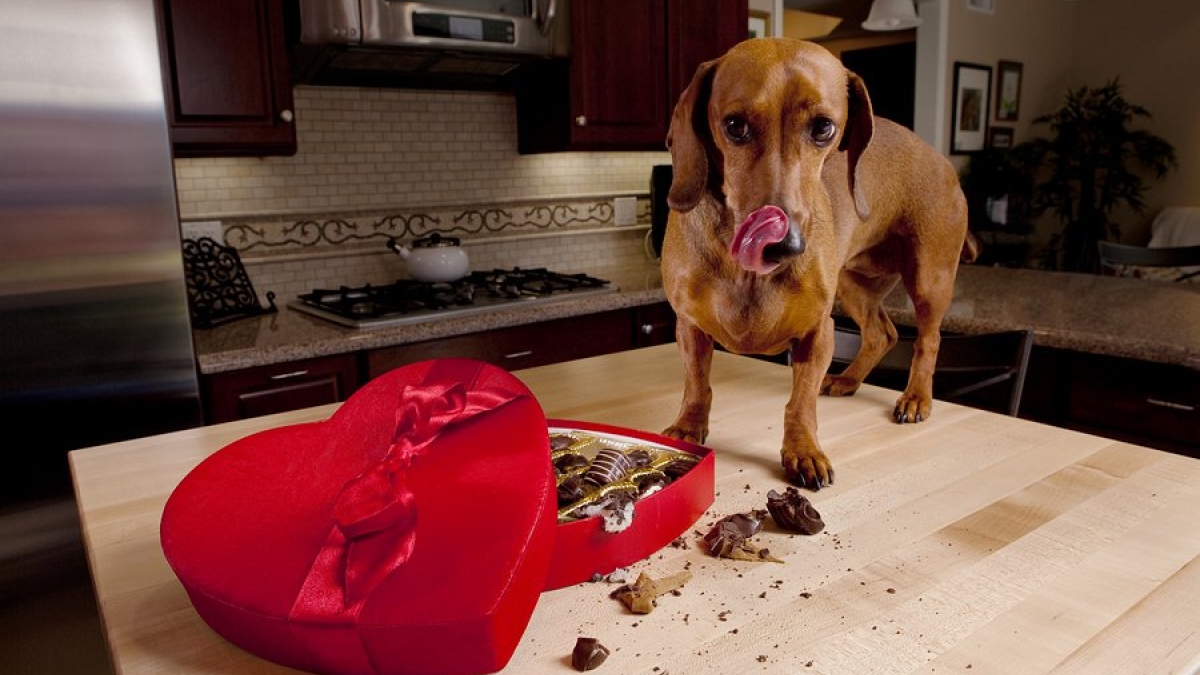 Astuce 15 aliments à ne surtout pas donner à votre chien... Il en va