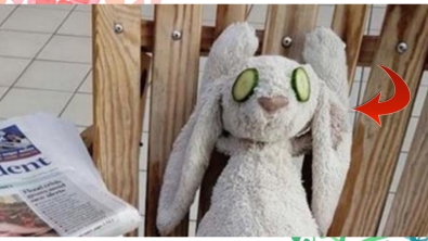 Illustration : "Cet hôtel aurait pu se contenter de rendre ce doudou à sa propriétaire mais il a été bien plus loin… C’est adorable !"