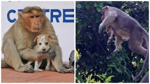 Illustration : "Les animaux ne cessent de nous étonner… En témoigne ce singe qui adopte et protège un chiot abandonné !"