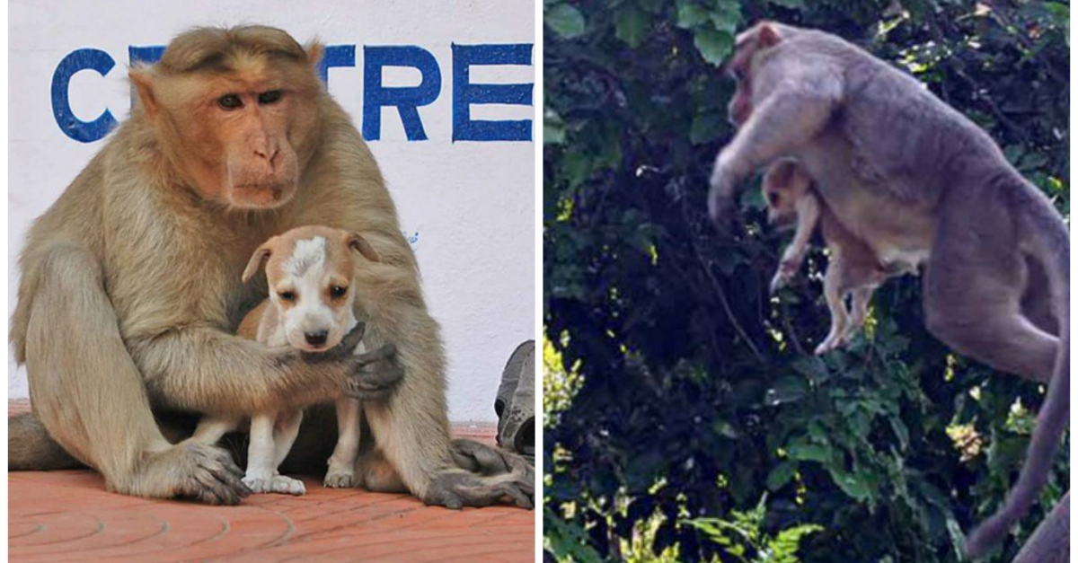 Les animaux ne cessent de nous étonner… En témoigne ce singe qui adopte — free download