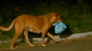 Illustration : "Tous les soirs, cette chienne transporte ce sac ! Son contenu va vous surprendre..."