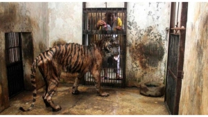 Illustration : "Il n'offre qu'un tout petit morceau de viande à un tigre affamé ! On a rarement vu une torture aussi répugnante..."