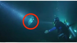 Illustration : "Ce plongeur est approché par un dauphin blessé qui a besoin d'aide... Voici ce qu'il s'est produit: "