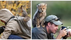 Illustration : "Ces animaux qui n'ont visiblement pas peur des photographes qu'ils rencontrent... 26 clichés magnifiques !"