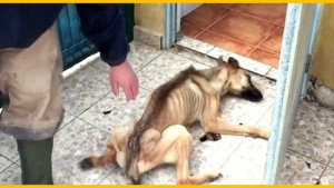 Image illustrant l'article Maltraité et très mal en point, regardez la magnifique transformation de ce pauvre chien, grâce à l’amour de cet homme !