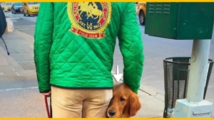 Image illustrant l'article Regardez bien la réaction de ce chien au passage piéton ! Il a fait rire tous les passants...