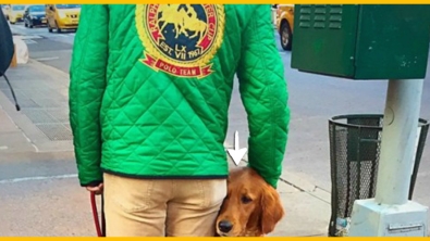 Illustration : "Regardez bien la réaction de ce chien au passage piéton ! Il a fait rire tous les passants..."