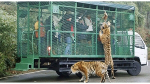 Illustration : "Enfin un Zoo ou les rôles sont inversés ! Ici ce sont les humains qui sont en cage..."