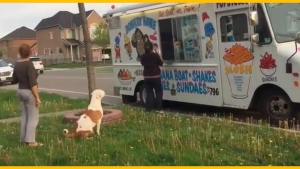 Illustration : "Adorable: Ce pitbull fait patiemment la queue devant ce camion pour obtenir sa collation..."