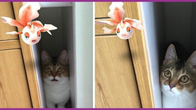 Illustration : "Attention, ces 21 photos prouvent que les animaux sont capables de voir les Pokémon... "