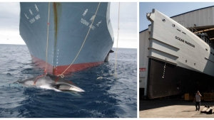 Illustration : "La Sea Shepherd a enfin une arme radicale contre les chasseurs de baleines ! "