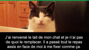 Illustration : "Attention, les chats envahissent Snapchat et leurs maîtres ne manquent pas d'humour ! (20 photos)"