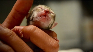 Ce Chaton Trop Mignon Est Recueilli Par Leur Famille Mais En Le Voyant Grandir Ils Sont Tous Choques