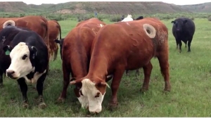 Illustration : "Des internautes très en colère face à cette pratique dans la recherche agricole. Observez bien le côté de la vache !"