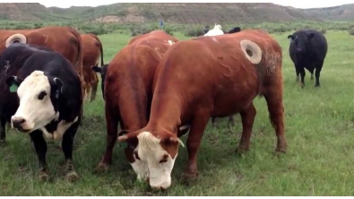 Illustration : "Des internautes très en colère face à cette pratique dans la recherche agricole. Observez bien le côté de la vache !"