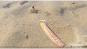 Illustration : "Ce scientifique tombe sur un couteau dans l'eau, mais quand il voit ce phénomène, il est obligé de filmer la scène !"