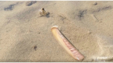 Illustration : "Ce scientifique tombe sur un couteau dans l'eau, mais quand il voit ce phénomène, il est obligé de filmer la scène !"