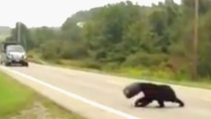 Image illustrant l'article Il Distingue Une Forme Noire Qui Traverse La Rue. Il S'approche, Complètement Choqué Par Ce Qu'il Voit...