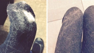 Image illustrant l'article Enfin de bonnes astuces contre ces poils d'animaux qui collent sur les habits, même après le passage à la machine.