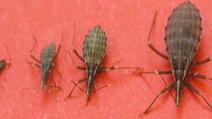 Image illustrant l'article Attention: Si vous prévoyez des vacances dans ces régions et que vous y voyez cet insecte, éloignez-vous rapidement!