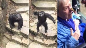 Illustration : "Vu le caca qu'elle a reçu en pleine face, cette mamie n'ira surement plus voir des singes au Zoo... (Vidéo)"