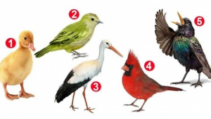 Illustration : "Test de personnalité : l’oiseau que vous préférez révèlera des détails sur votre personnalité"